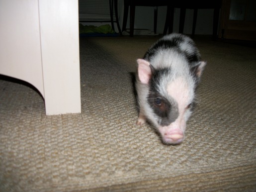 El explorador más pequeño