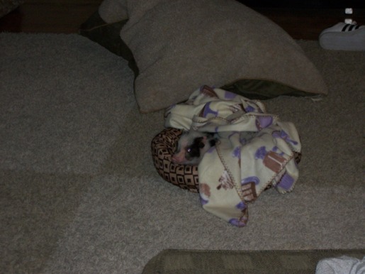 Forastero en tierra extraña