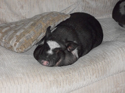 golpear el botón de repetición