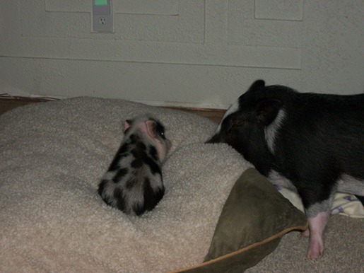 No hay suficiente espacio para usted también