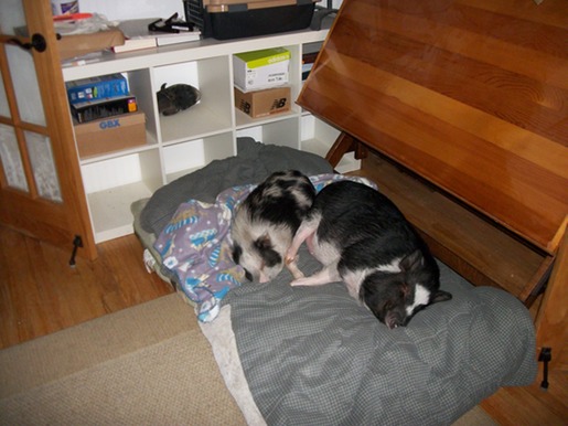 Quiero saber si vas en la cocina