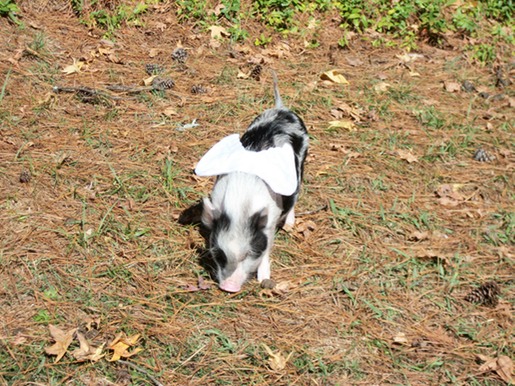 Si los cerdos tuvieran alas