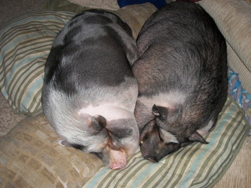 Soy grande deshuesado