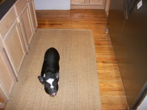 Te ayudaré a cocinar