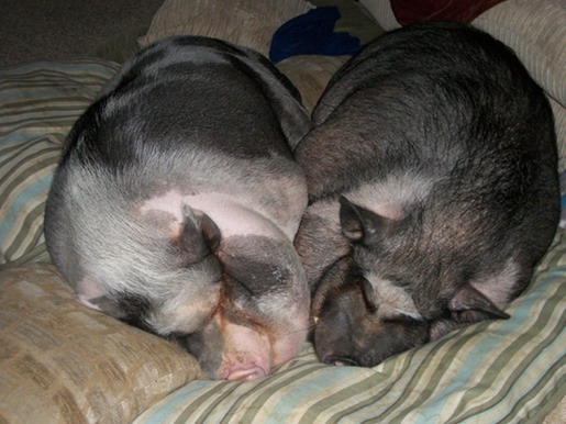 Toneladas de diversión