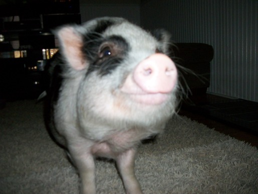 Usted tiene derecho de alimentos