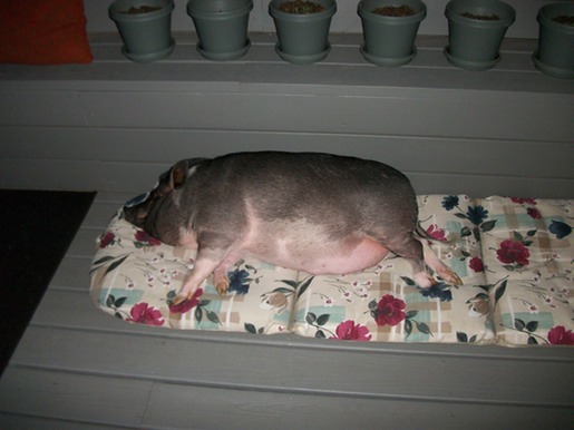 Ven a mí cuando la cena está lista